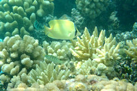 19Ap Speckled Butterflyfish and Six-bar Wrasse