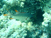 20Ap Violet Soldierfish (4)