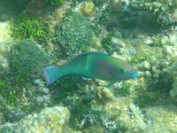 21Ap Yellowbar Parrotfish