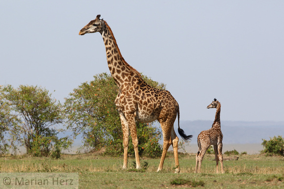 301Ash masai Giraffe