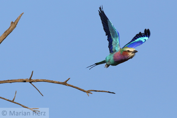 295Ash Lilac-breasted Roller