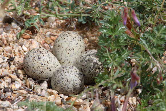 434Whi Plover Eggs