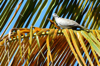 6SB Eurasian Collared Dove