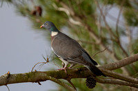 1Res Wood Pigeon
