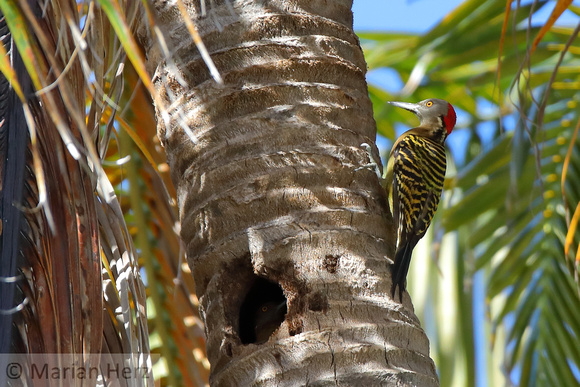 10SB Hispaniolan Woodpecker