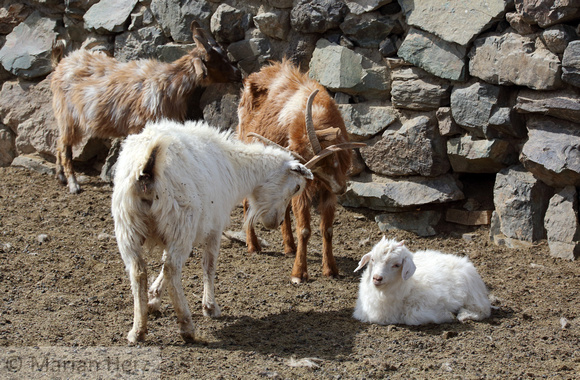270Bay Goats