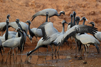 5Khi Demoiselle cranes