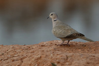 14Khi Eurasian Collared Dove