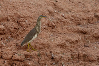 15Khi Indian Pond Heron (1)