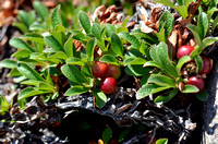 Bearberry, Alpi ne_0806