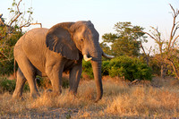 1Mor African Elephant (2)