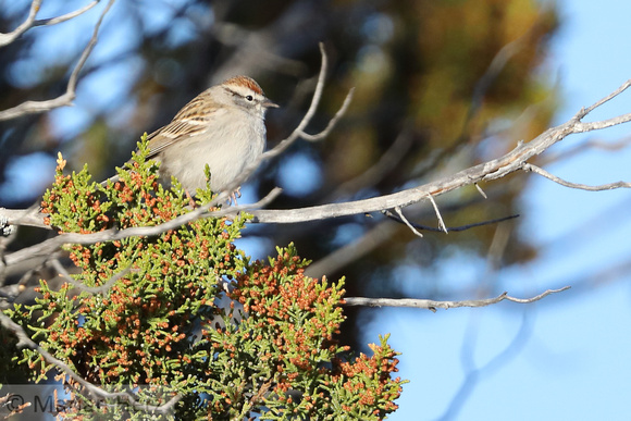 39PL Chipping Sparrow