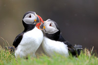 Puffins from Britain and Ireland 2018