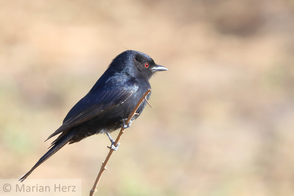 121Khw Fork-tailed Drongo (2)