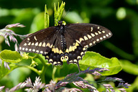 1PJ American Swallowtail Butterfly (1)