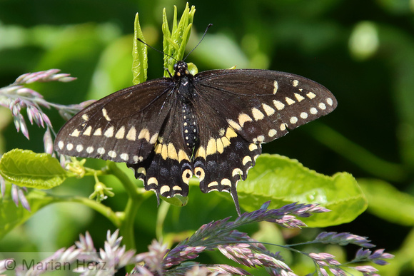 1PJ American Swallowtail Butterfly (1)