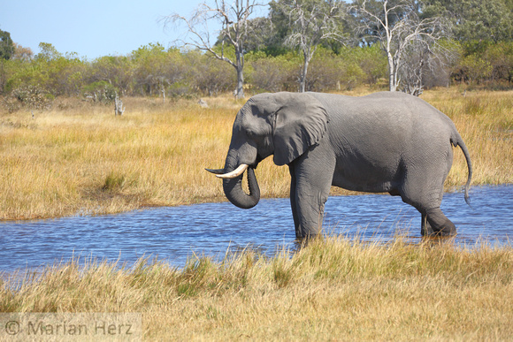 107Khw African Elephant (6)