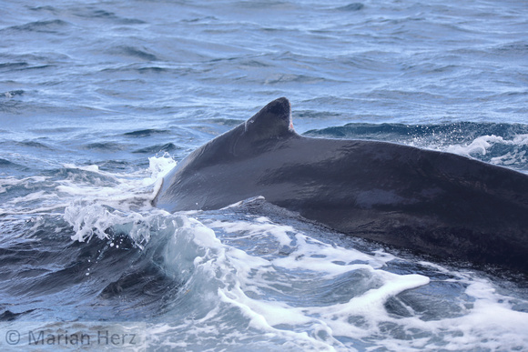 26SB Humpback Whales (2)