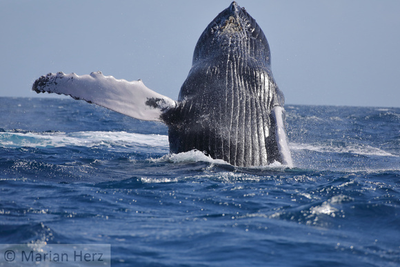 33SB HB Whale 7D Female