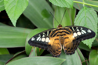 17But Nymphalidae parthenos tigrina (1)