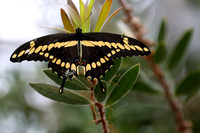20But Papilionidae cresphontes