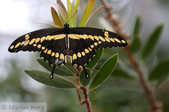 20But Papilionidae cresphontes