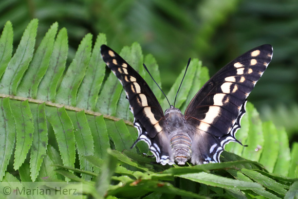 21But Papilionidae indra (1)
