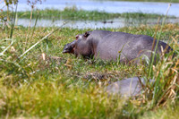 13Mor Hippopotamus (2)