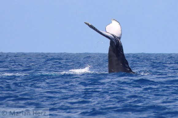 16SB Humpback Whale TailSlapping or Tail Breaching (5)