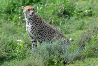 1039Ng Cheetah