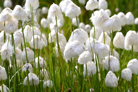 4Sis Arctic Cottongrass (2)