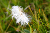 5Sis Arctic Cottongrass
