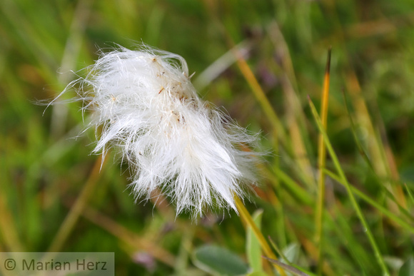 5Sis Arctic Cottongrass