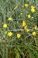 12Sis Common Buttercup