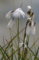 13Sis Common Cottongrass