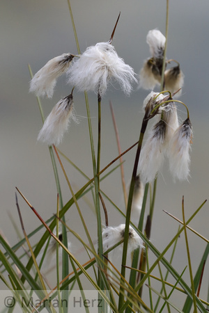 13Sis Common Cottongrass