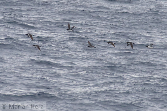 219Sir Thick-billed Murres