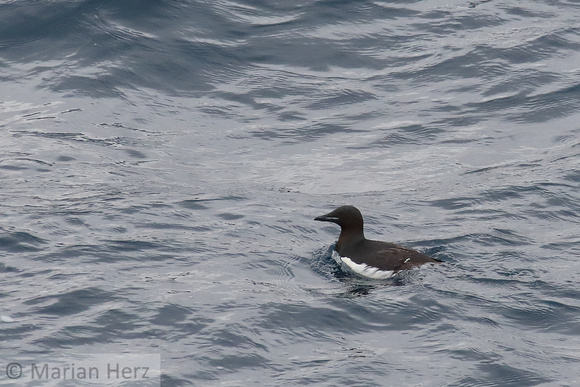 220Sir Thick-billed Murre