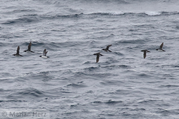 227Sir Thick-billed Murres