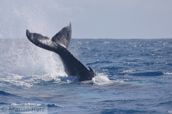 40SB Humpback Whale Calf 8A Silver Banks, DR