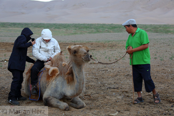 301Arv Camel Ride