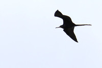 5PV Magnificent Frigatebird