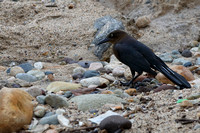 9PV Great-tailed Grackle (1)