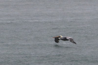 17PV Brown Pelican (3)