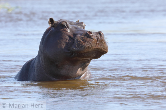 90Mor Hippopotamus (3)