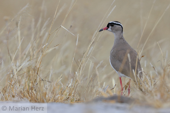 87Mor Crowned Lapwing