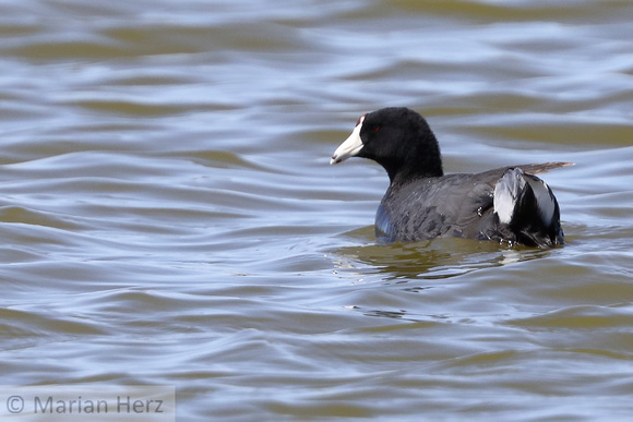 35PL American Coot (2)