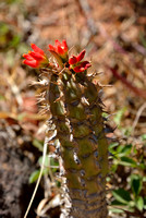 17LP Cactus