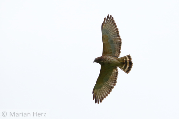 2Mar Borad-winged Hawk