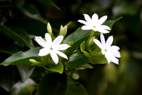 5Mar Flower (1)